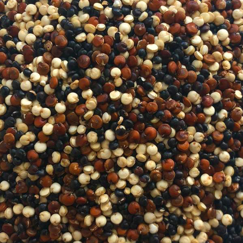 60812-quinoa-tricolore